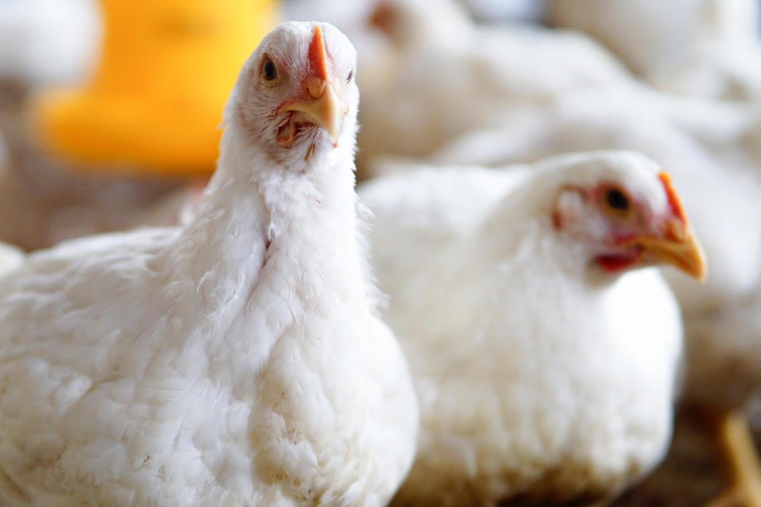 Broiler Feed Manufacturing Companies