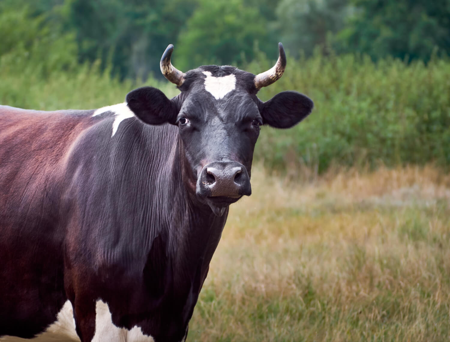 Cattle Feed Manufacturing Companies