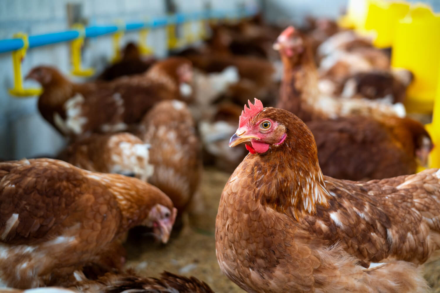 Poultry Feed Manufacturing Companies